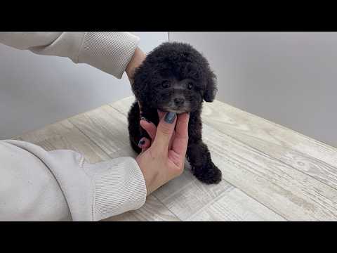 YouTube動画のサムネイル
