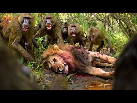 Baboon vs Lion – Fight to the Death on the Kenyan Plains #wildlife | Animal documentary