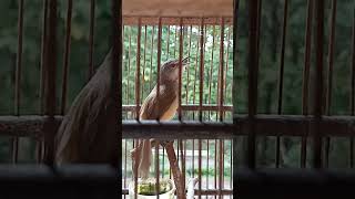 Download lagu ciblek tebu gacor sangat cerewet mp3 Download lagu ciblek tebu gacor sangat cerewet mp3