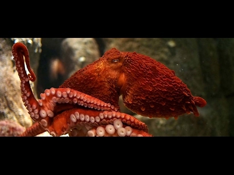Giant Octopus Documentary | Cephalopods | Ocean Animal | Sea Animals | Species | Octopuses