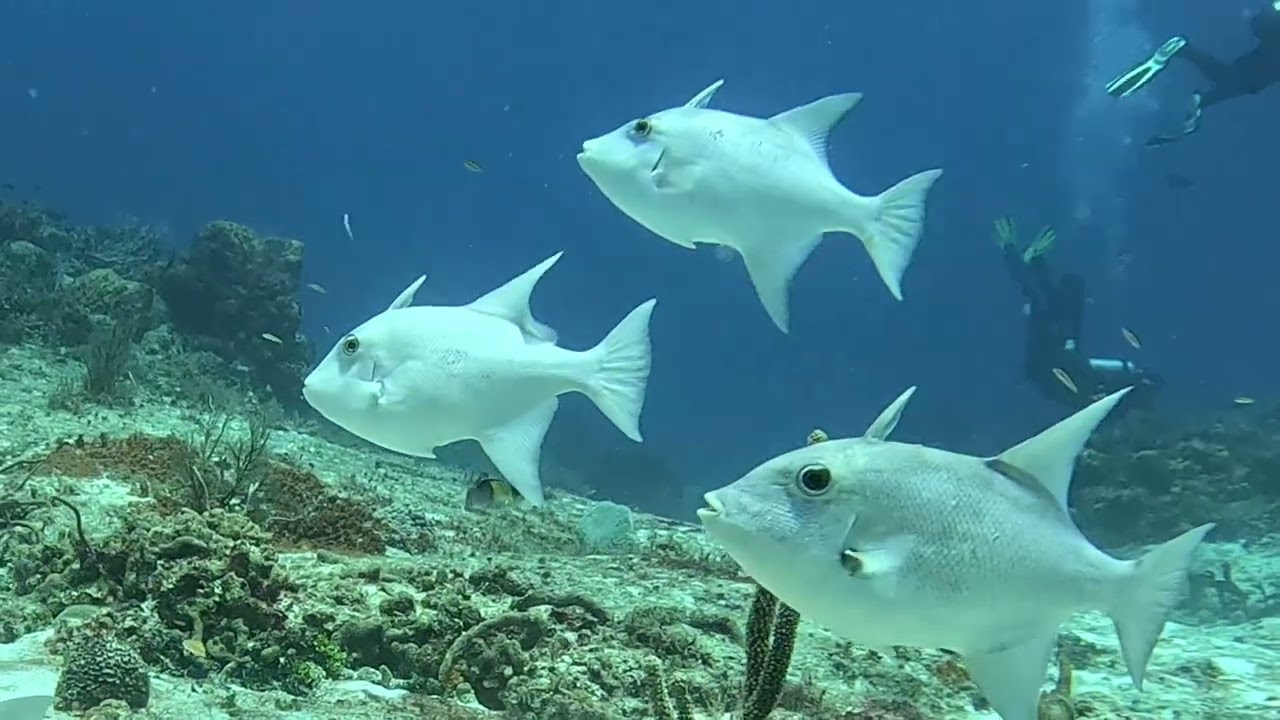 2026 Cozumel, a divers dream