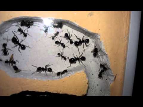 Messor capitatus 16.03.13 - 3