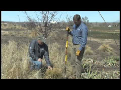 How to Care for Ornamental Grasses