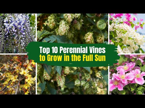 Top 10 Perennial Vines to Grow in the Full Sun ☀️ 🌞