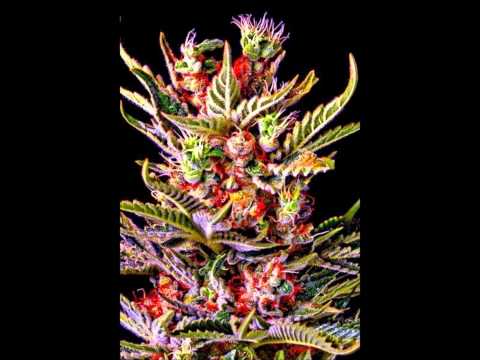 03.- Colores con nadoserre ( prod.laperrera)