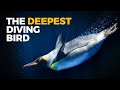 The Insane Biology Of The Emperor Penguin