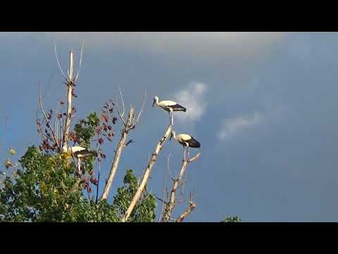 floroaica, jud călărași, 9 august 2018