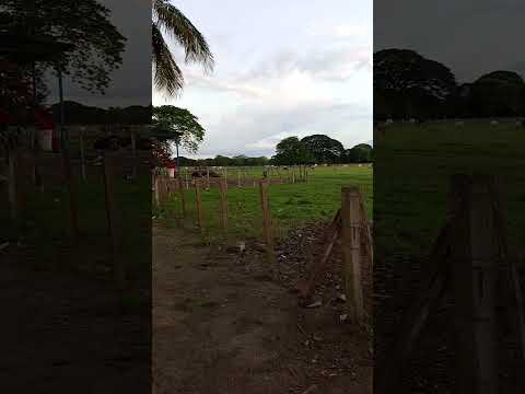 así es el llano,.. Arismendi estado Barinas