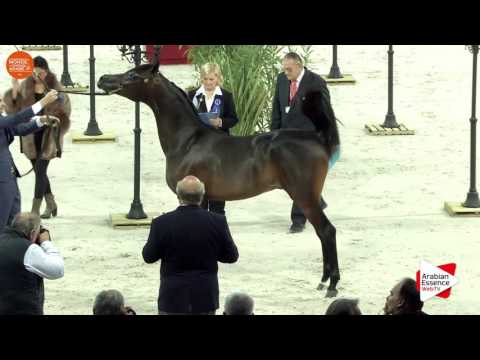 1ST - N.75 MANSOUR AM - Paris 2016 - Yearling Colts (Class CM4 A)
