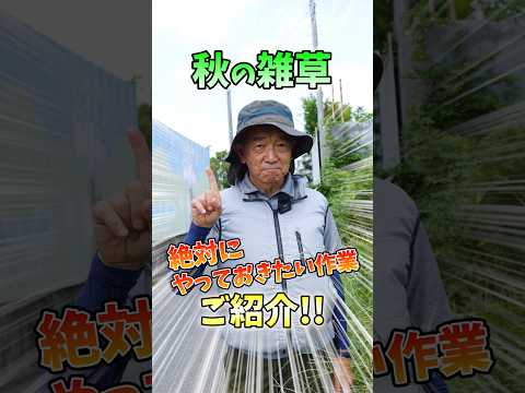 マルチングチップ ナチュラル除草 庭 秋 土をマルチングして秋の家庭菜園の除草を簡単にします