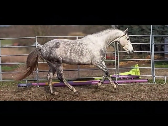 PRE 7 ans gris &ndash; hongre &ndash; mod&egrave;le et potentiel