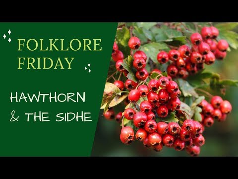 Magical Trees - Hawthorn in Irish Folklore... but Actually About Fairies