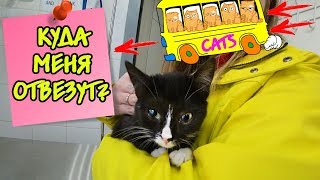 СПАСЁННЫЙ КОТЁНОК ПРОЩАЕТСЯ С ПРИЮТОМ! КУДА ВЕЗУТ МАЛЫША?