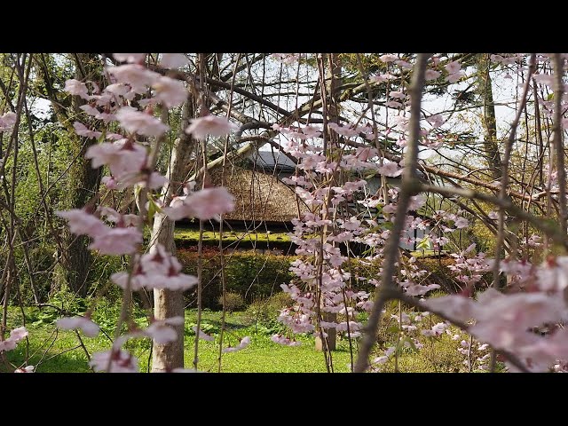 2025 [Kakunodate Cherry Blossoms] Blooming Status as of May 1st