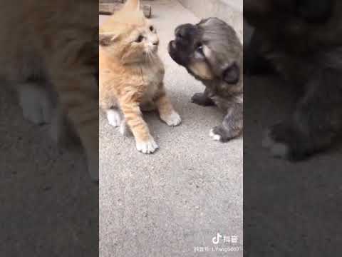 舔狗的下场😂😂😂