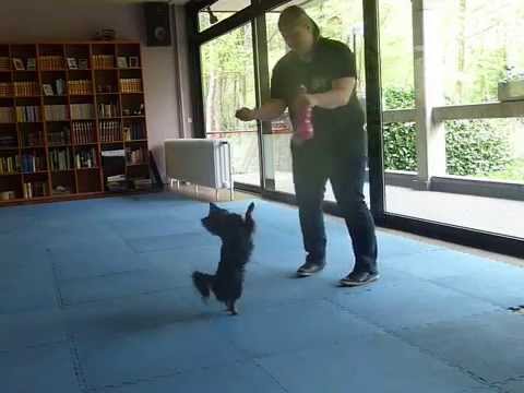 20150429 - demo doggydance Schoten - Shauni en Nino