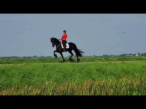 Stal Okkema's Hartger - Gerben x Beart - stallion - 2018 - 1.68m