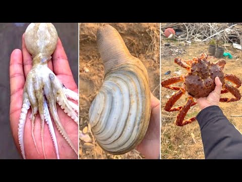 Cooking and Eating Delicious Fresh Seafood | Chinese Eating Show | Funny Mukbang #20