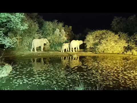 Kwa: Elephant herd gets a drink as Blacksmith Lapwing and WF Duckling watch - 05:30 - 05/08/19