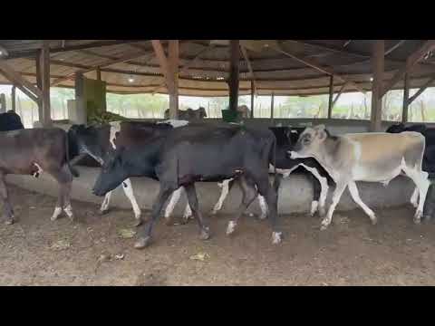  120 Garrotes: 1.150 reais cada Santa Luzia/ Paraíba. Whatsapp 84 99810 2784*#gado 