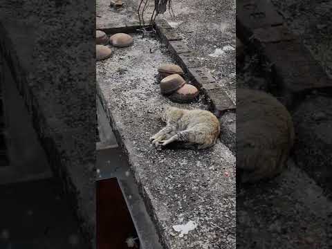 It's her NAP time. cat: Kani. #cats #catshortsvideo #catvideos #bangladesh #dhaka