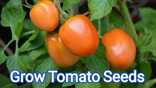 How Grow Tomato From Seed || Tomato Seed Germination In Paper Tower