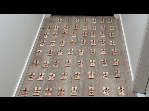 I Set A 100 Traps At My Uncle’s Bedroom Door🧀