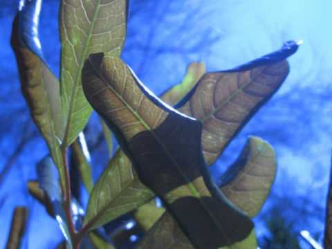 Julio Cortázar y su mala pronunciación