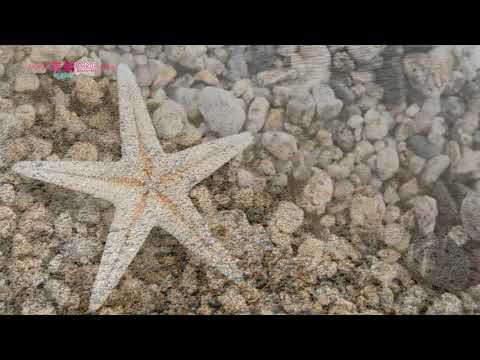 気比の松原
