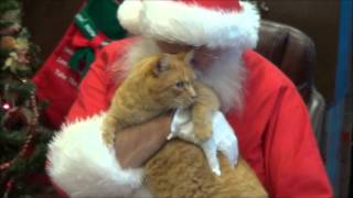 preview picture of video 'Behind the Scenes at Pet Pictures With Santa'