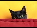 Cat Meows To Attract Your Stray Cat