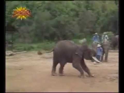 olifant prachtig 319 22