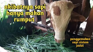 Download lagu How to fatten cattle‼️proven effective, just feed them green grass mp3