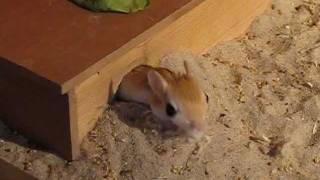 Funny jerboa mouse traffic