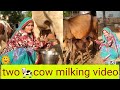 Two Cow Milking By Hand Cow Milking Village Life Vlogs