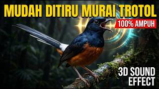 Download lagu Masteran Murai Trotol Cepat Masuk : Cililin, Gereja, Kenari, Jenggot (3D Audio Jeda) — M-AK mp3 Download lagu Masteran Murai Trotol Cepat Masuk : Cililin, Gereja, Kenari, Jenggot (3D Audio Jeda) — M-AK mp3