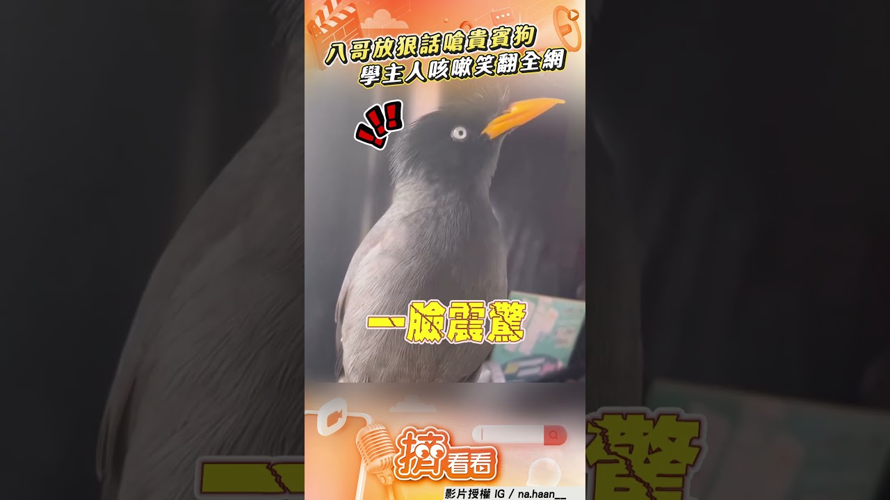 影音/八哥放狠話嗆同住貴賓狗 學主人咳嗽萌樣笑翻全網:奇才!