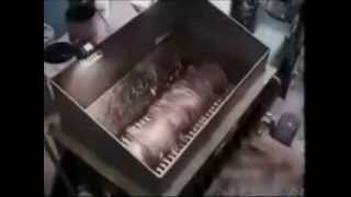 Les Bonnes Saucisses Hot Dog