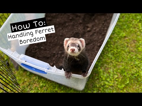 How to: Handling Ferret Boredom