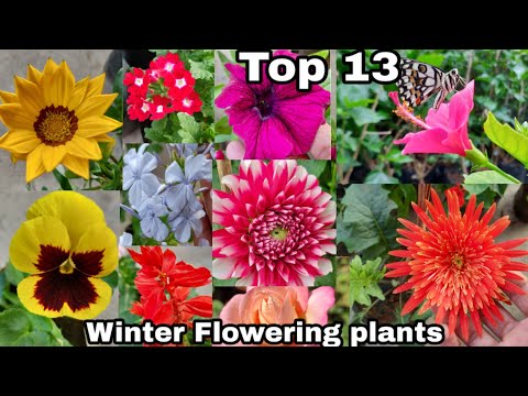download lagu mp3 mp4 Winter Season Flowers Plants, download lagu Winter Season Flowers Plants gratis, unduh video klip Winter Season Flowers Plants