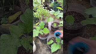 Download lagu pemupukan terong pake air lindi #berkebun #gardening #tanaman #shortvideo #shorts mp3