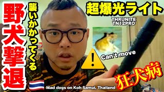 【超爆光ライト】タイの狂暴な野犬を撃退してみた！【THRUNITE TN12PRO】