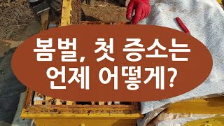 봄벌의 첫 증소는 언제 어떻게?