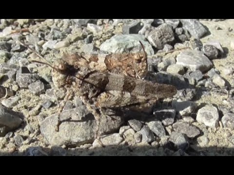 Le cavallette in orto e giardino