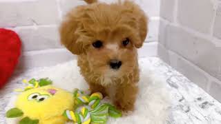 ハーフ犬の動画01