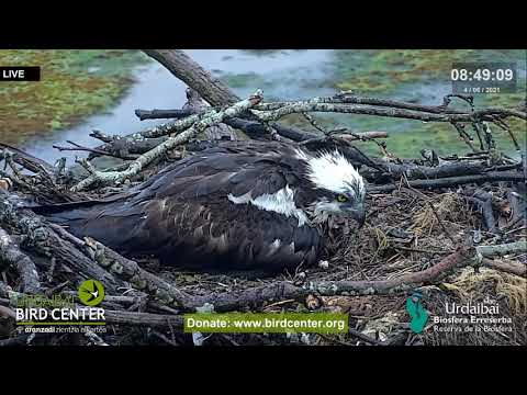 Urdaibai Águila pescadora - Albino Osprey 04.06.2021 08:47
