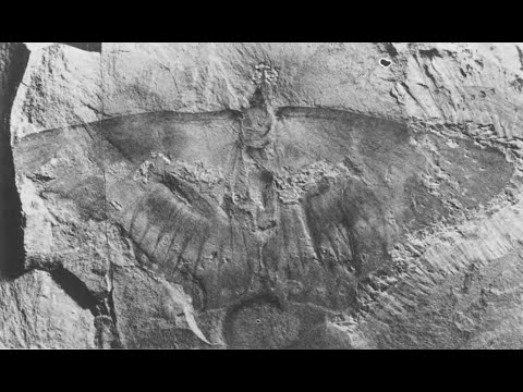 Exceptional Insects: The Green River Formation