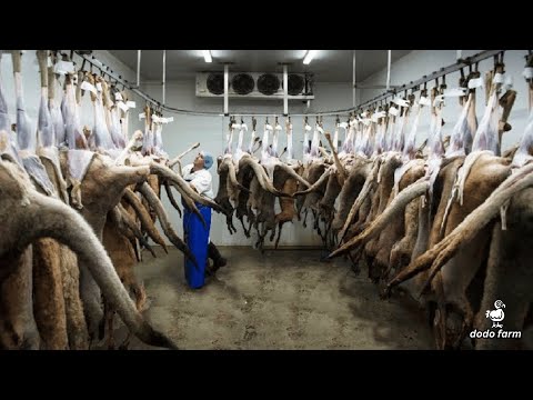 Kangaroo Meat Processing in Factory - Harvesting Kangaroo in Australia - Kangaroo Industry