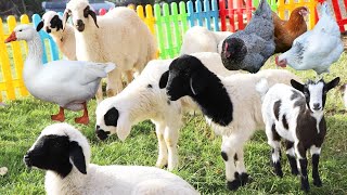 Funniest Farm Animal Sounds In Nature , Bear , Sheep  , Chicken , Duck , Cow , Goat , Animal Moment
