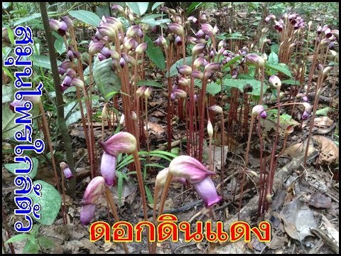 ชายร่างเล็กที่มีขนาดใหญ่กระเจี๊ยว ซื้อค้อนของ ธ อร์ใน Togliatti